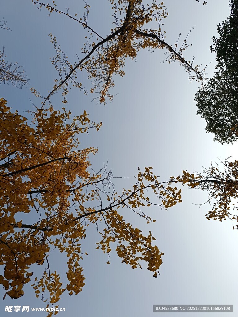 秋日银杏树枝映蓝天