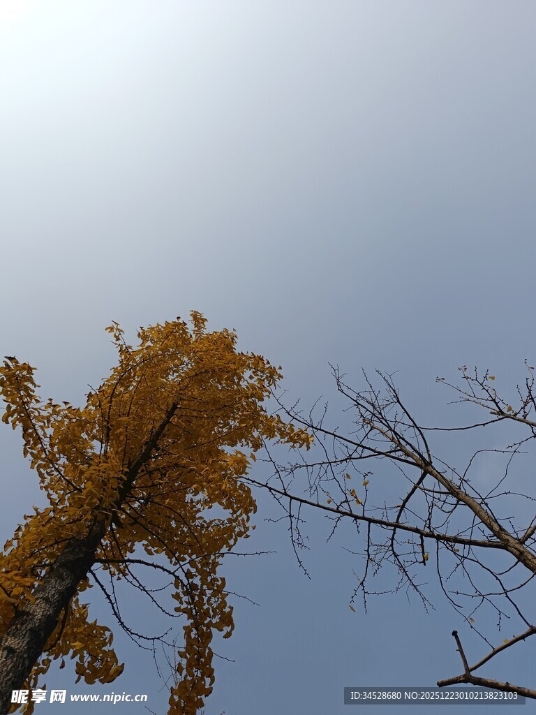 秋日银杏树枝映蓝天
