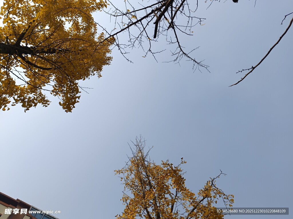 仰望金黄银杏与蓝天