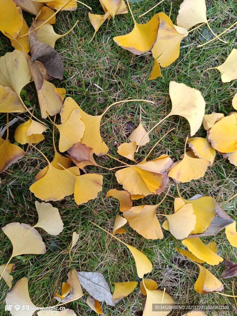 银杏落叶铺就秋日美景