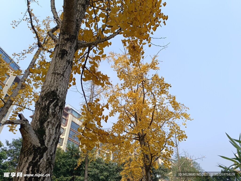 秋日金黄银杏树景