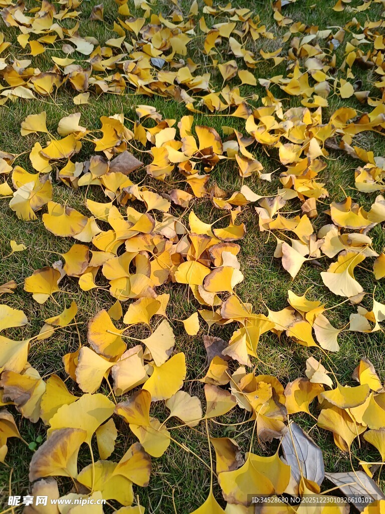 金黄银杏叶铺就秋日美景