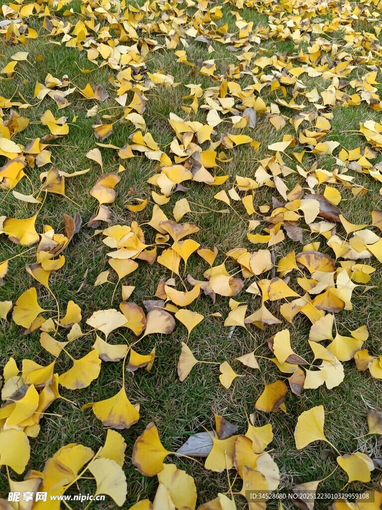 秋日草地散落金黄银杏叶
