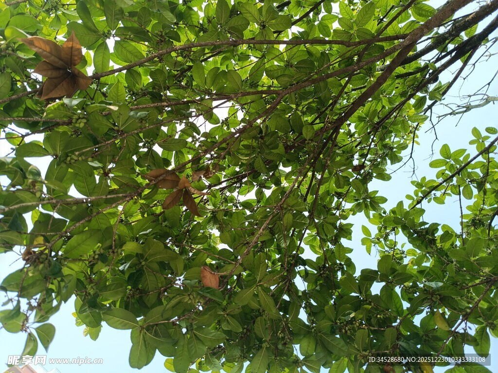 枝叶繁茂的树上挂着果实