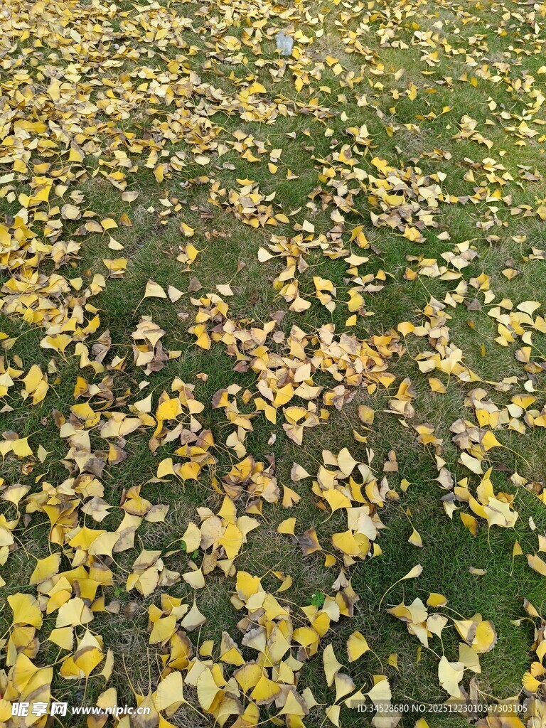 秋日落叶铺满翠绿草地