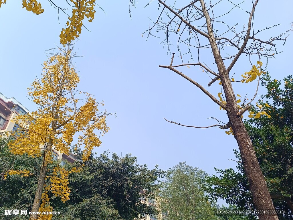 秋日银杏与树木景观