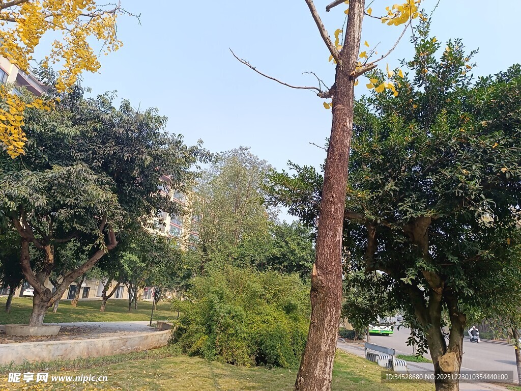 公园中挺拔的树木景观