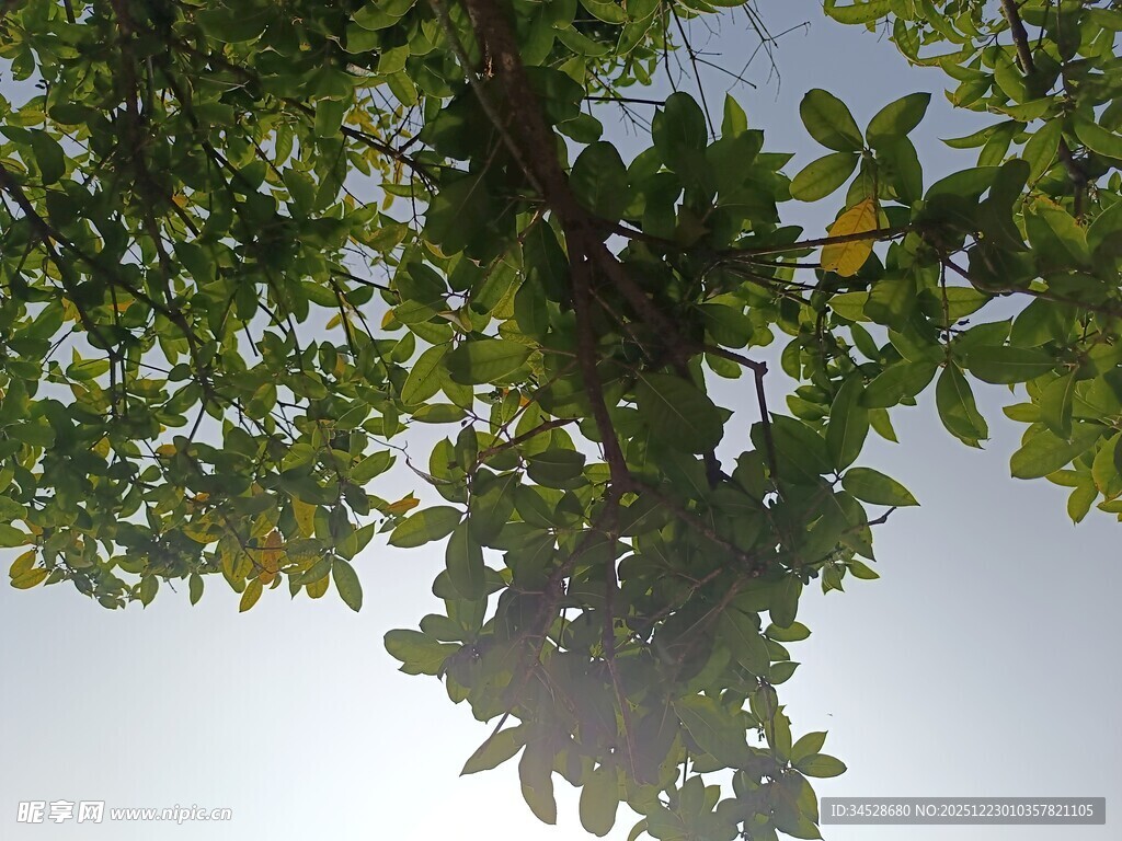 阳光下的繁茂树叶