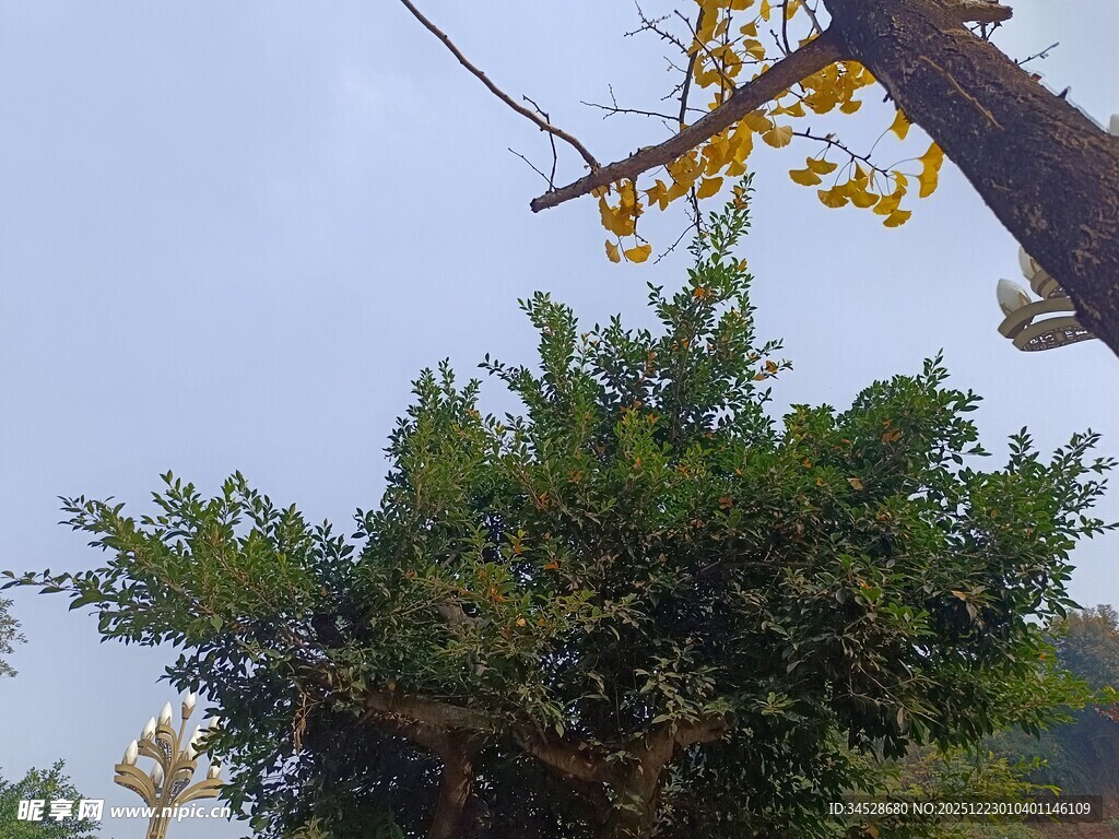 秋日树梢与繁茂绿植