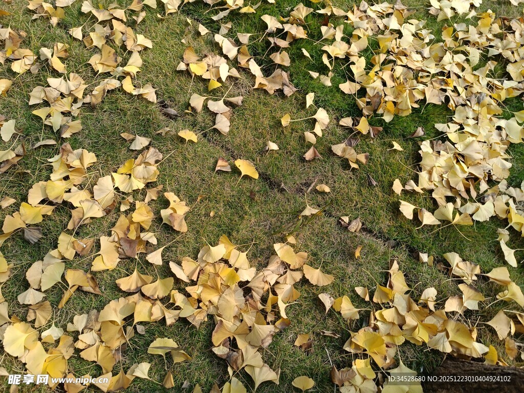 秋日落叶满地的美丽景象