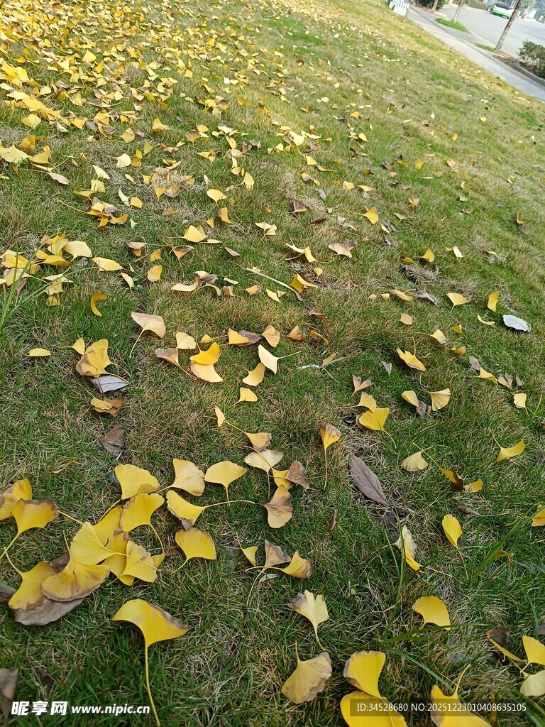 银杏落叶铺就秋日美景