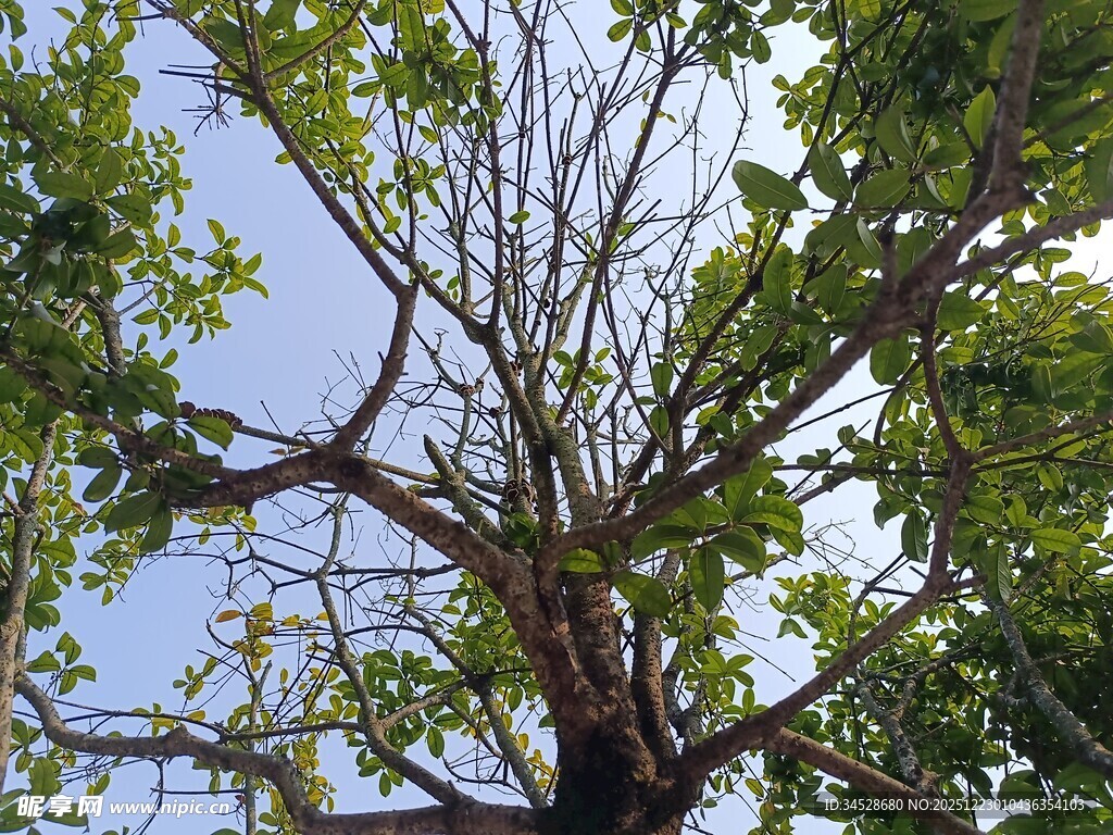 仰视光秃树枝与绿叶