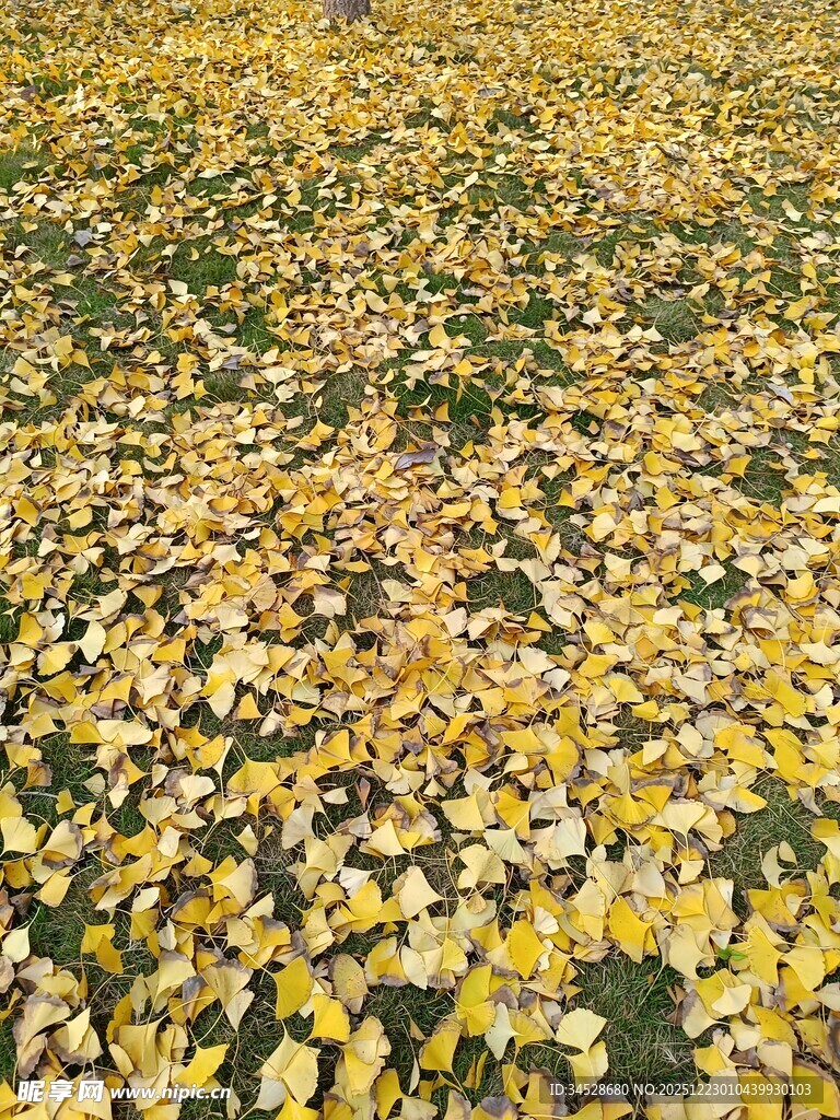 金黄落叶铺满地面美景