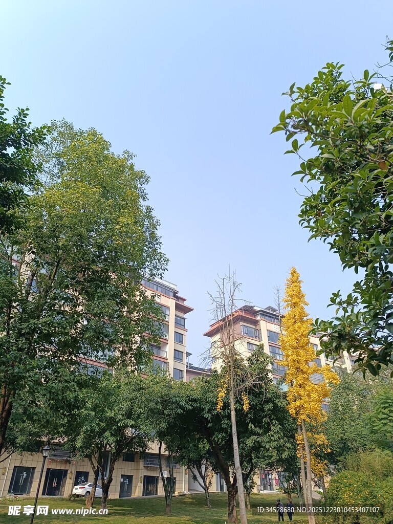 秋日小区旁的绿树与建筑