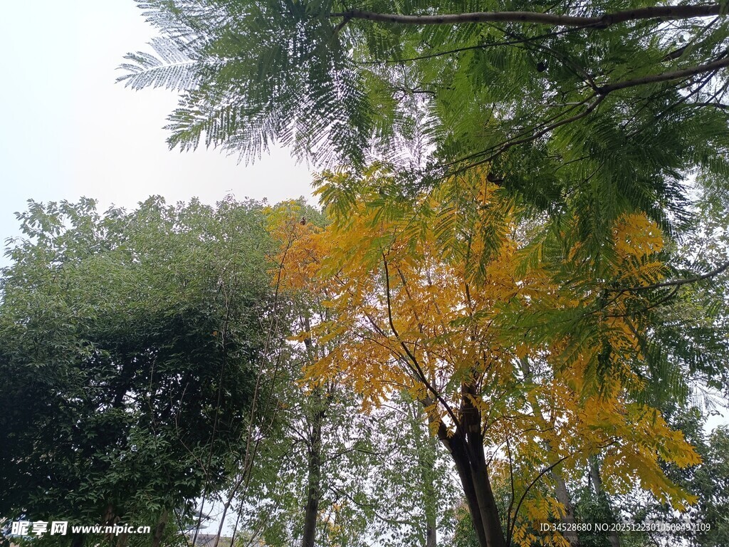 秋日林间斑斓树木景致