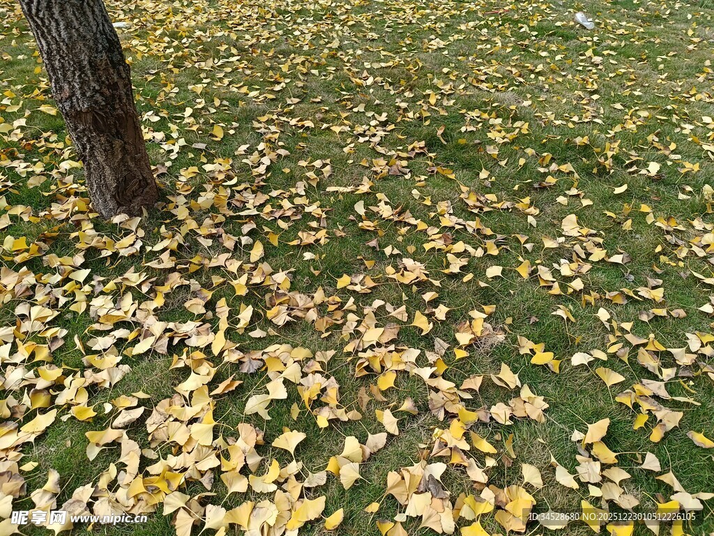 树下金黄落叶铺满草地