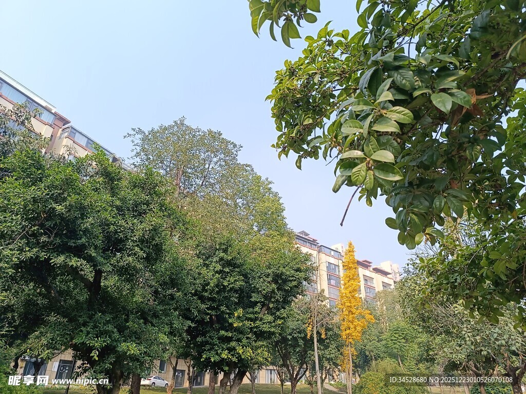 绿树环绕的城市景观