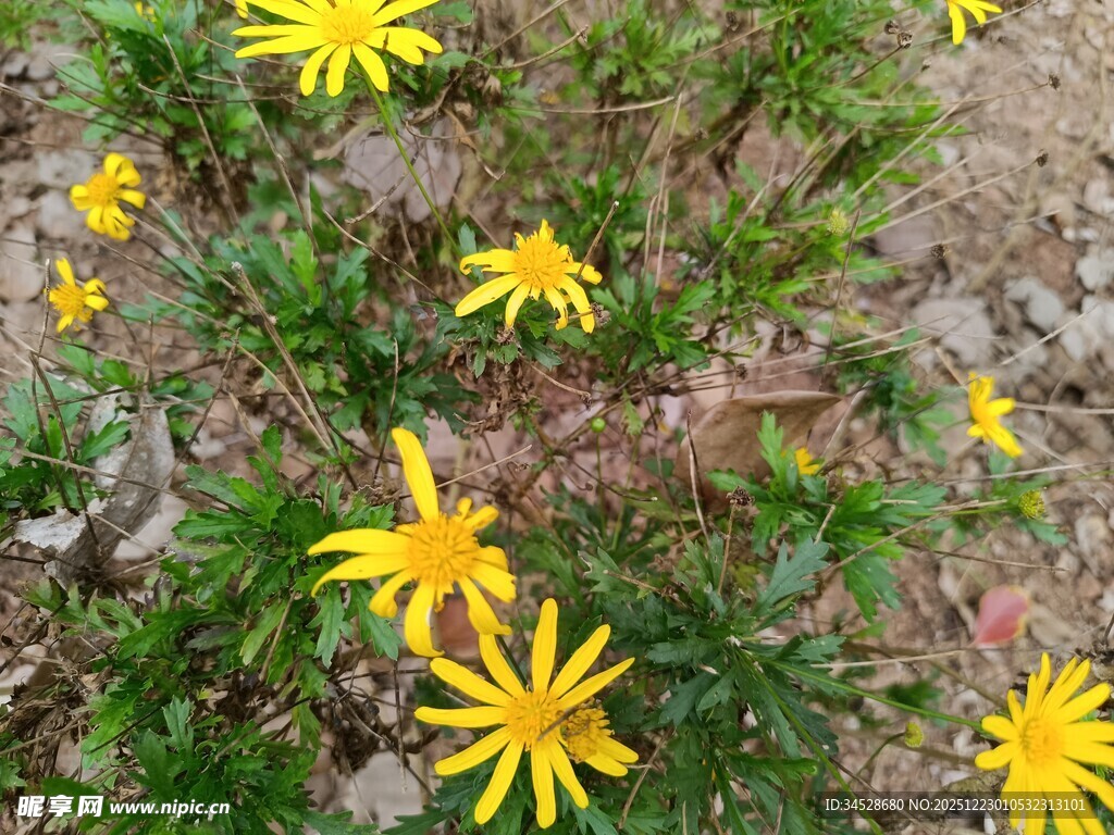 地上绽放的黄色小花