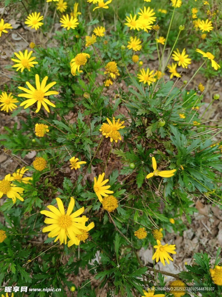 春日绽放的灿烂小黄花