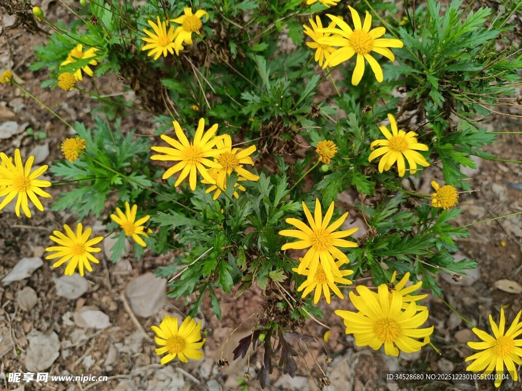 黄色小花绽放于碎石间