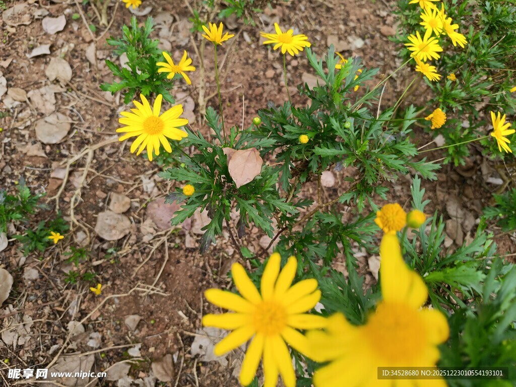 黄色小花绽放于泥土间