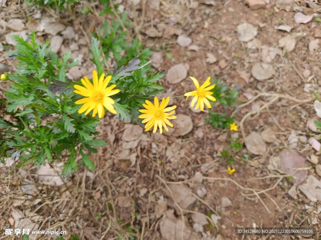 地面绽放的三朵黄色小花