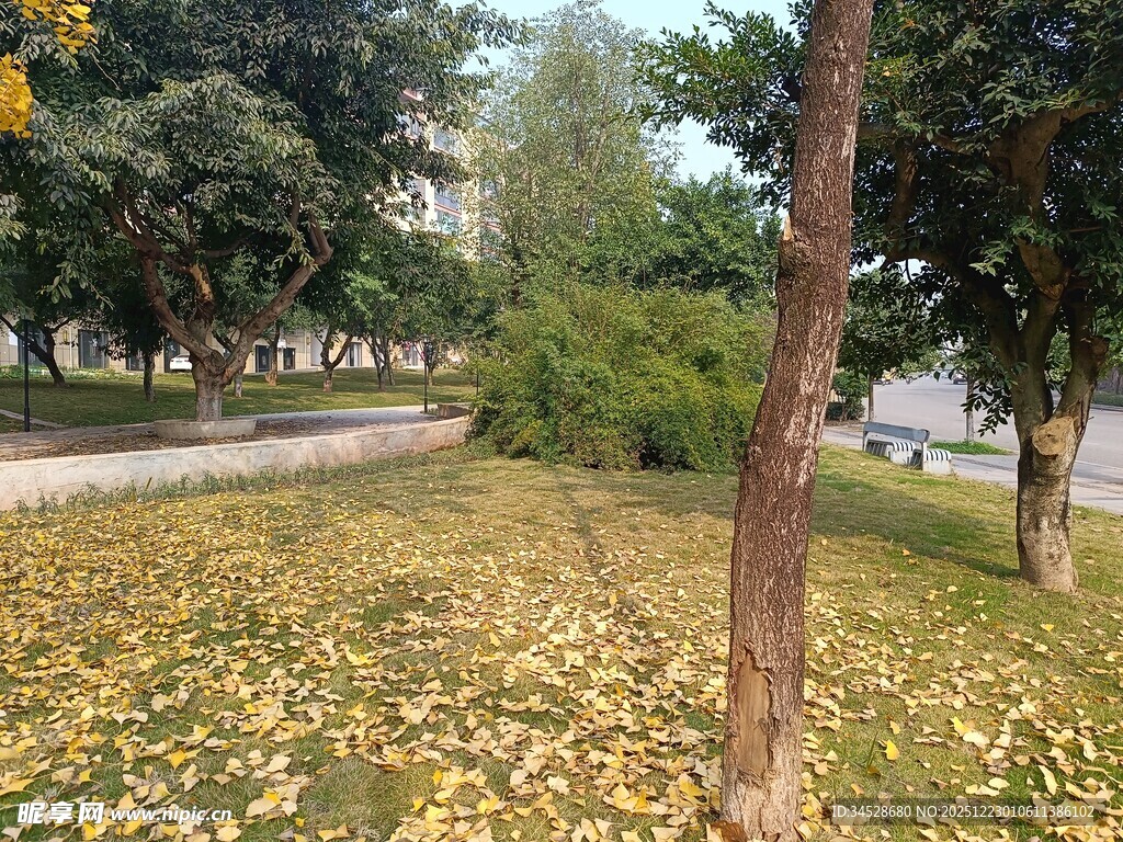 秋日公园落叶美景