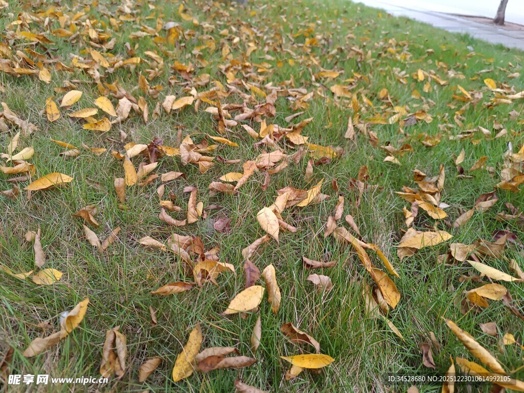 草地上的缤纷落叶