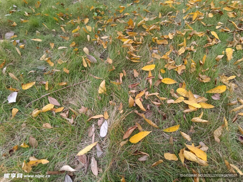 草地落叶秋景
