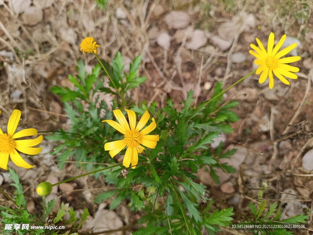 地上绽放的黄色小野花