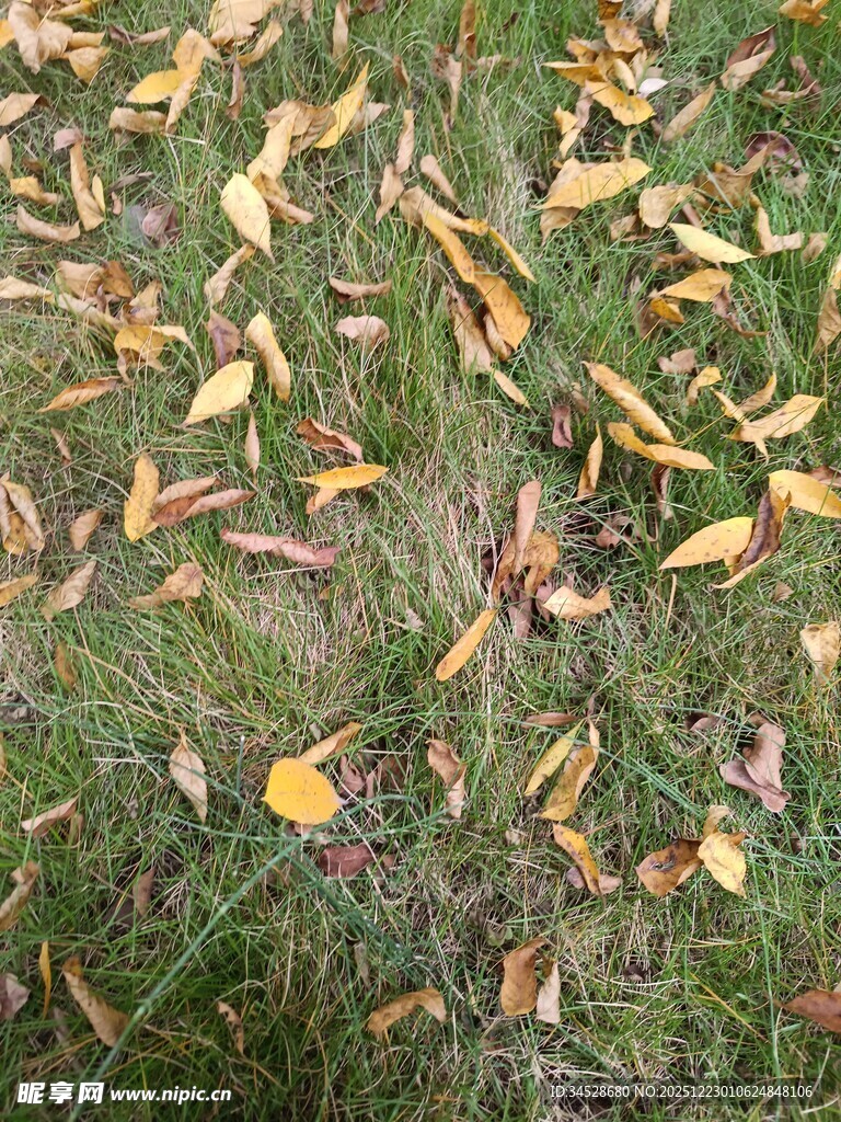 草地上的缤纷落叶