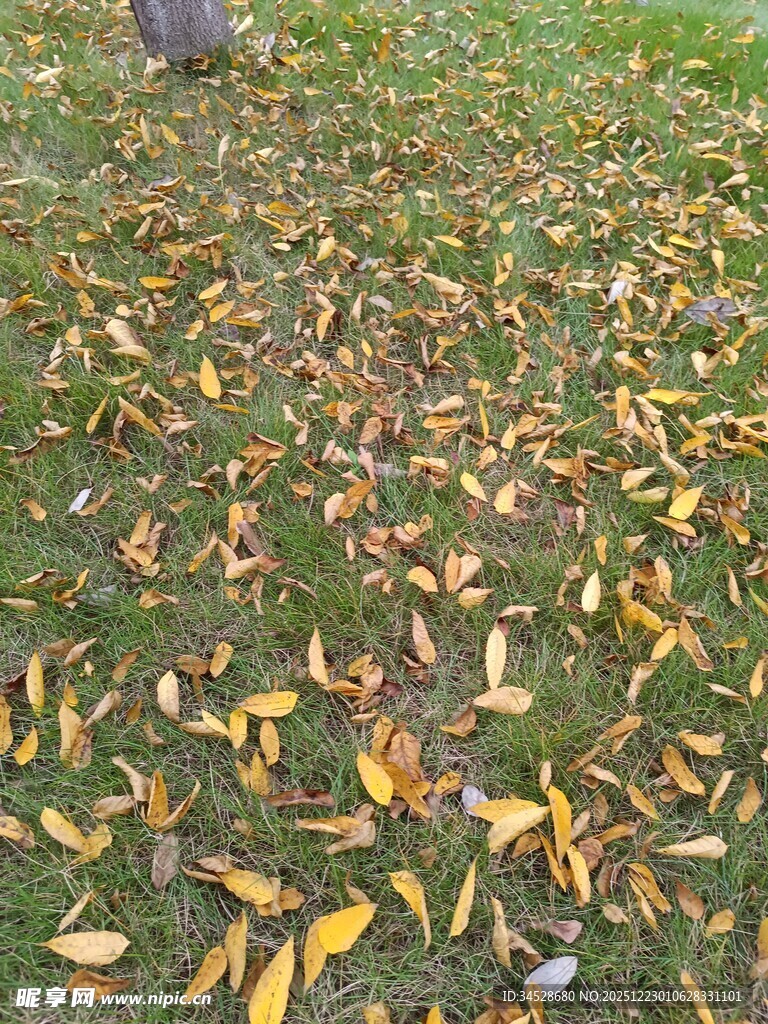 草地上的缤纷落叶