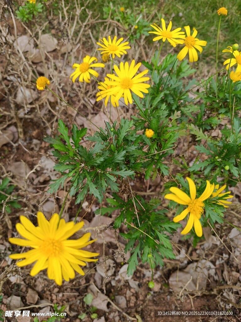 黄色小花绽放于泥土间
