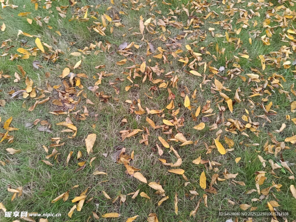 地面散落多彩枯叶