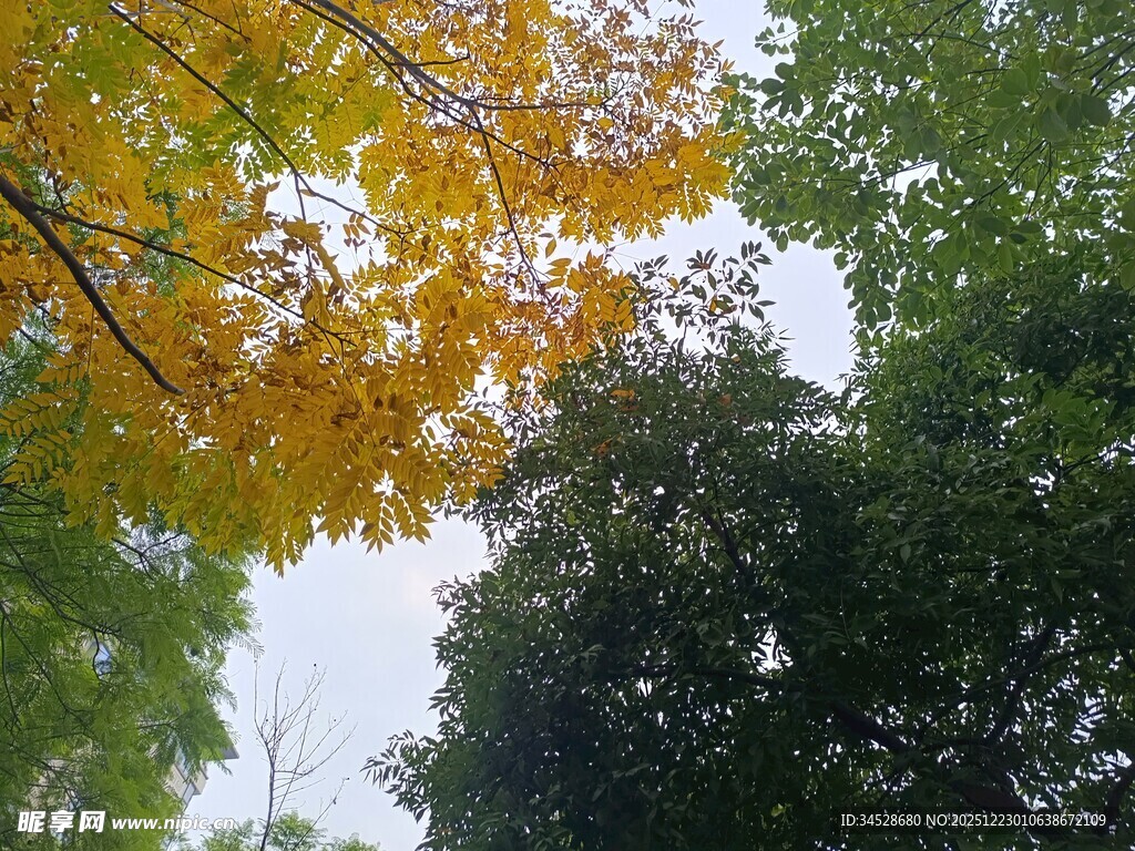 秋日黄绿交织的树梢景色