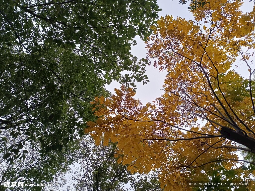 秋日多彩树木仰视景观