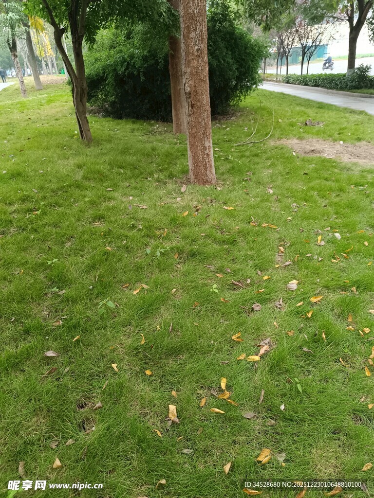 户外翠绿草地与树木景观