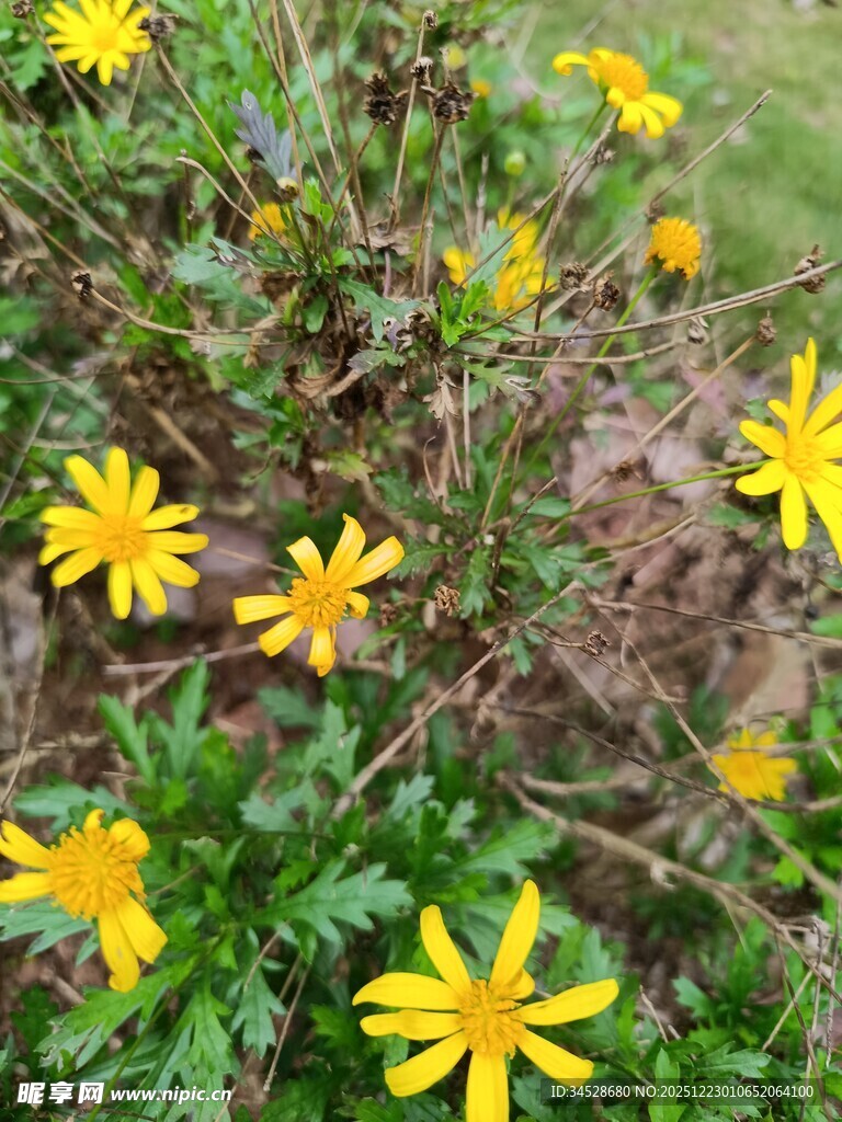 黄色小花绽放于草丛中