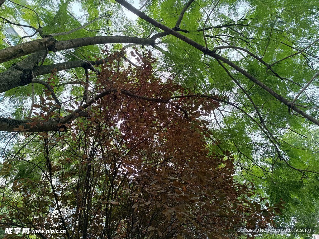 绿叶红树相映成趣