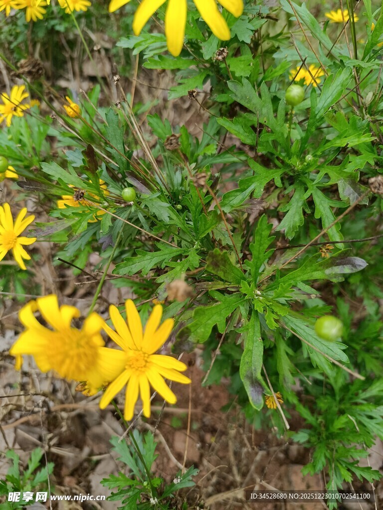 黄色小花绽放于绿叶间