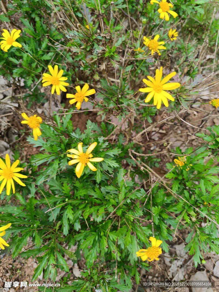 黄色小花绽放于绿叶间