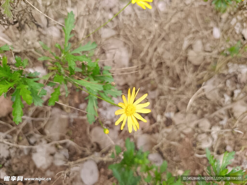 野外绽放的黄色小花