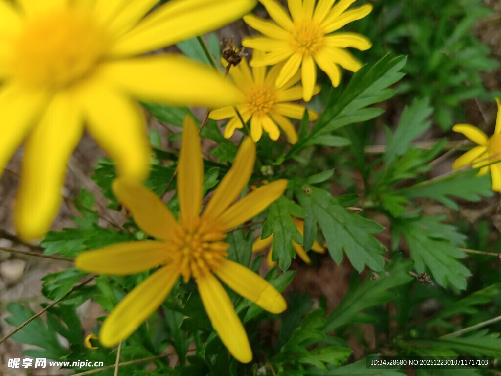 黄色小花绽放于绿叶间