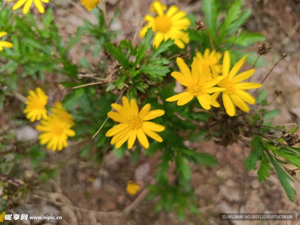 黄色小花绽放于草丛中