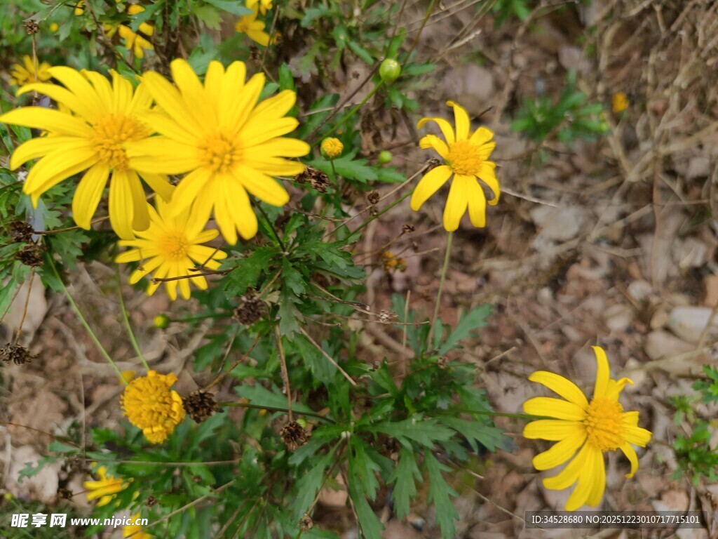 黄色小花绽放于地面