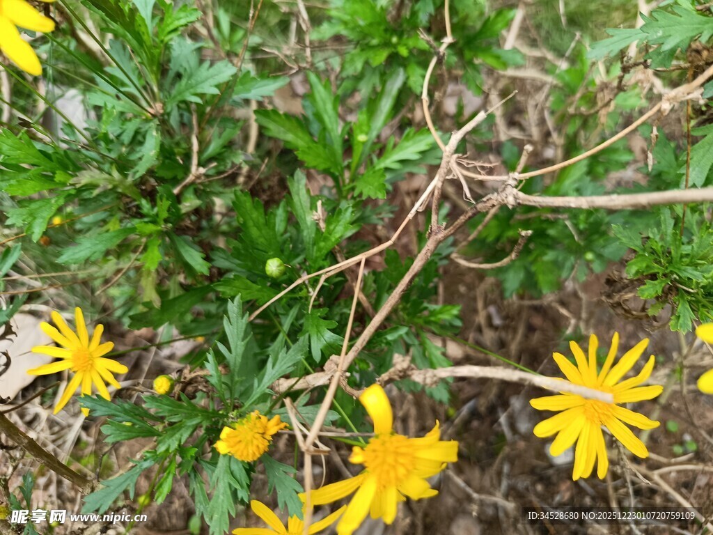 草丛中的黄色小花