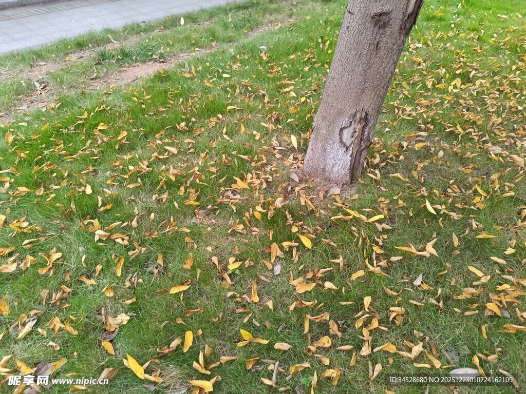 树下落叶铺就秋日景致