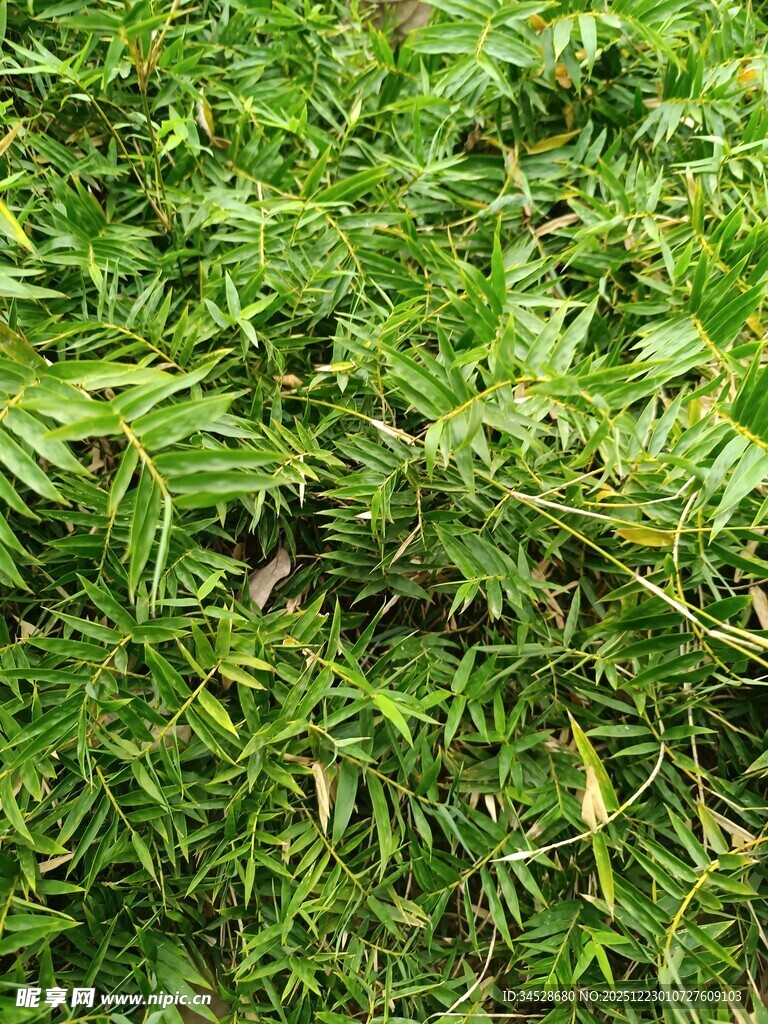 翠绿繁茂的青草植物