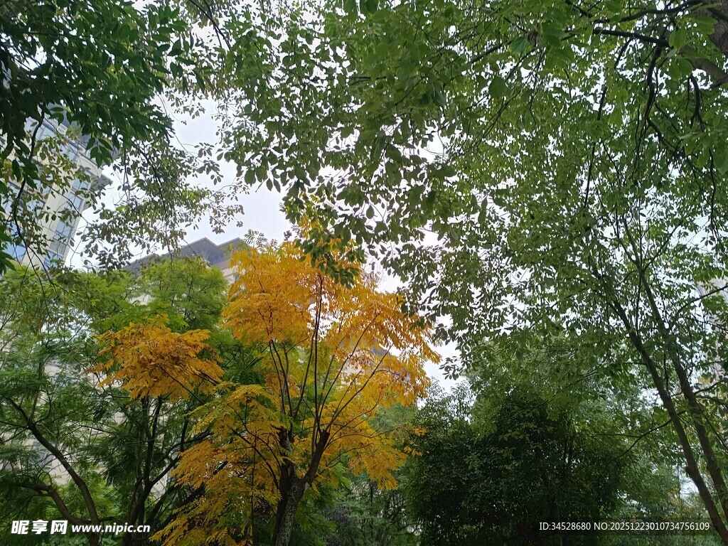 林中黄叶点缀翠绿树冠