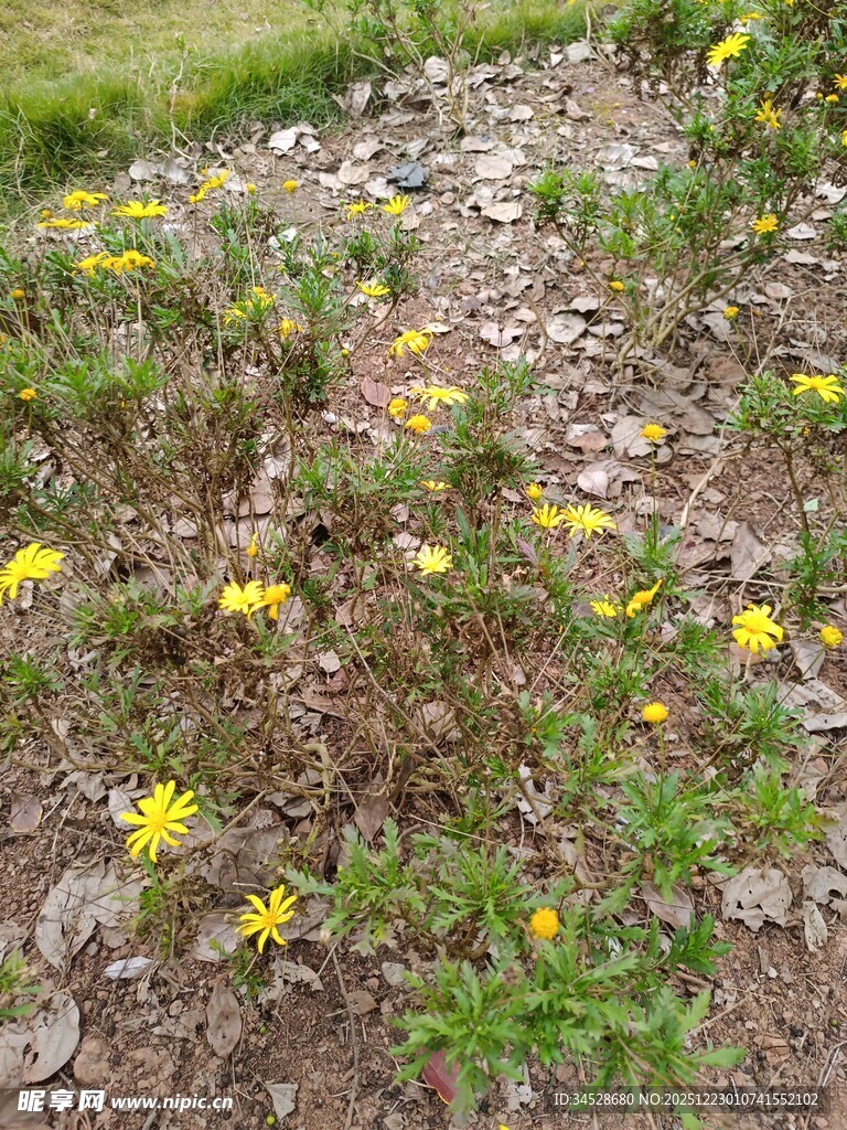 花园中的黄色小花绽放